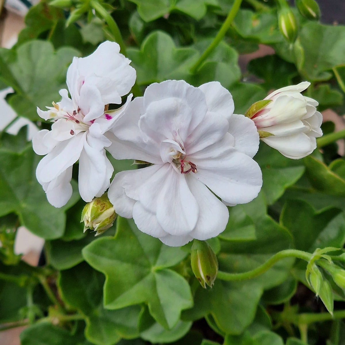 Joan of Arc Ivy Leaved Pelargonium