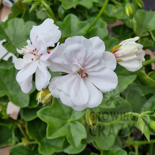 Joan of Arc Ivy Leaved Pelargonium