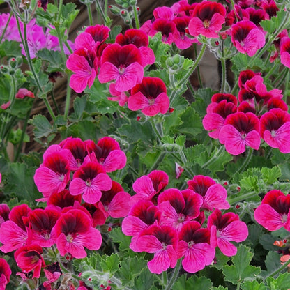 Key's Unique - Unique Pelargonium (Geranium) Plant - 6cm bio pot