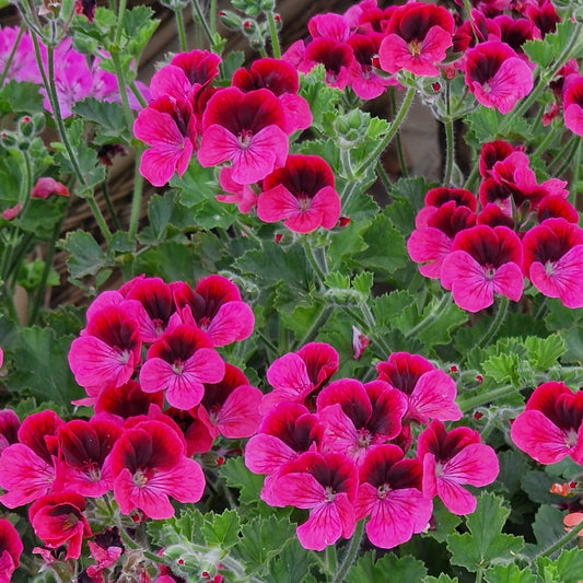 Key's Unique - Unique Pelargonium (Geranium) Plant - 6cm bio pot