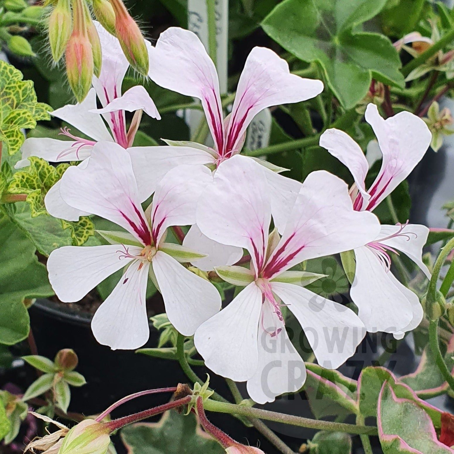 L'elegante - Ivy Leaved Pelargonium (Geranium) great for hanging baskets and pots, white edged leaves which turns purple in full sun