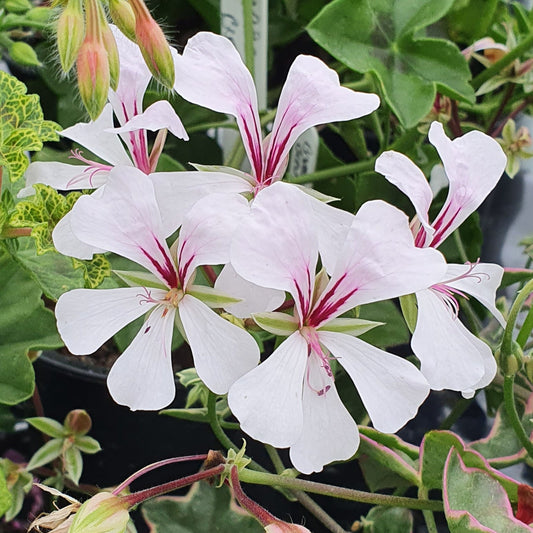 L'elegante - Ivy Leaved Pelargonium (Geranium) great for hanging baskets and pots, white edged leaves which turns purple in full sun
