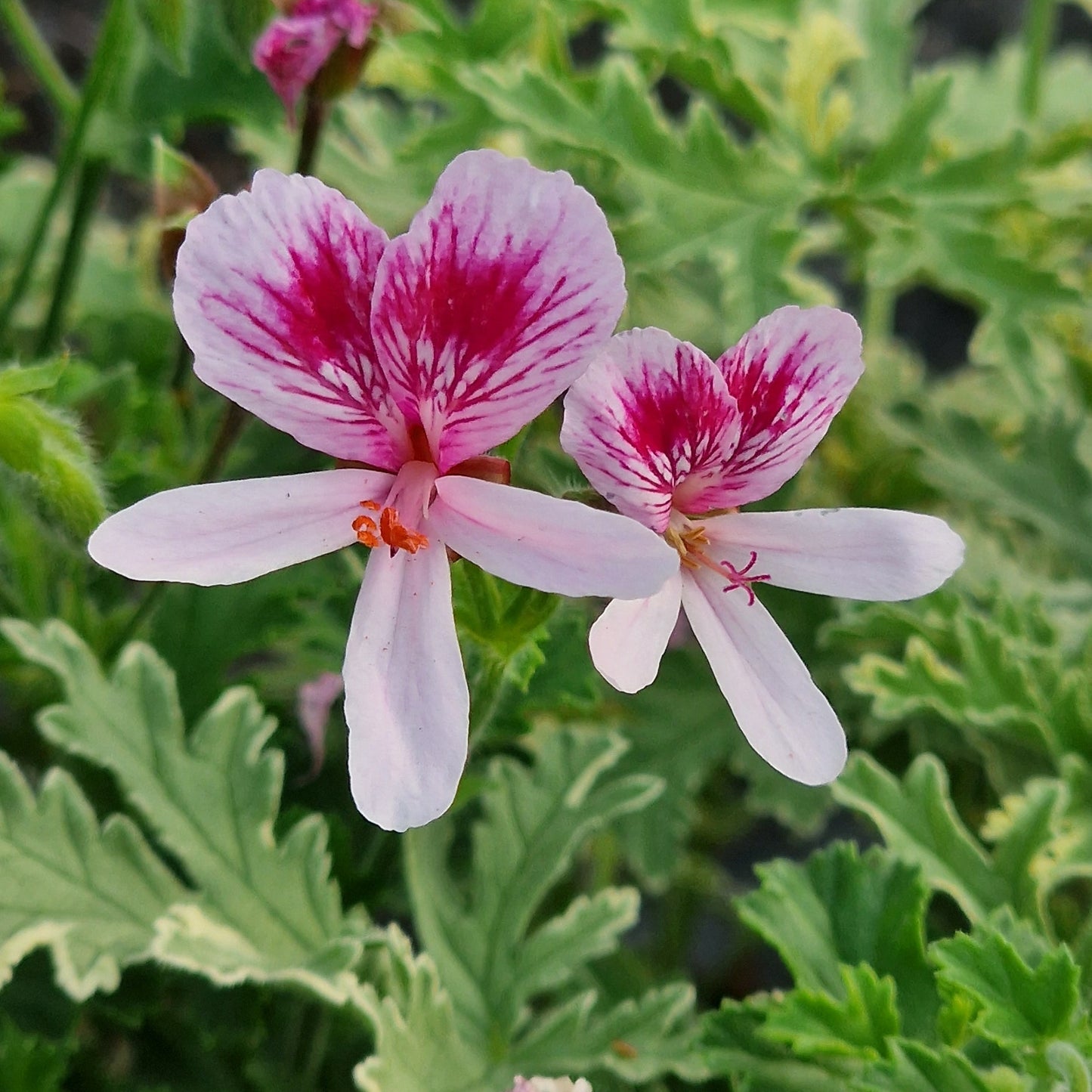 Lady Mary -  Rose Scented Leaf Pelargonium (Geranium) Plant - 6cm bio pot