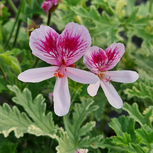Lady Mary -  Rose Scented Leaf Pelargonium (Geranium) Plant - 6cm bio pot