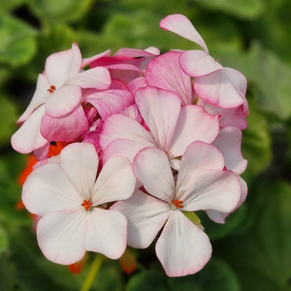 Lady of Spain - Zonal Pelargonium / Geranium Garden Plant - 6cm bio pot