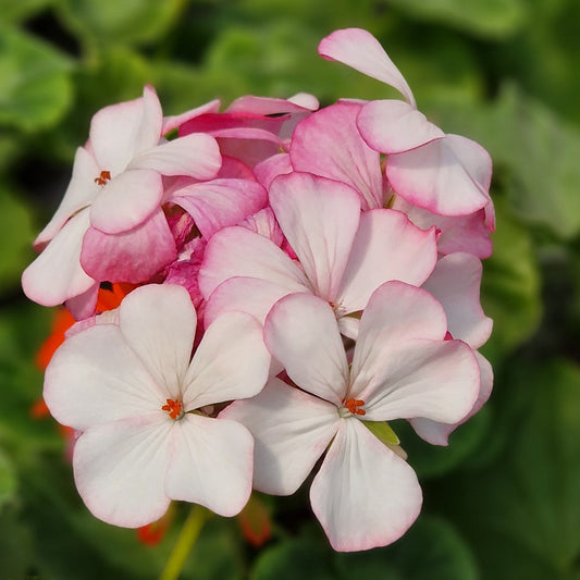 Lady of Spain - Zonal Pelargonium / Geranium Garden Plant - 6cm bio pot