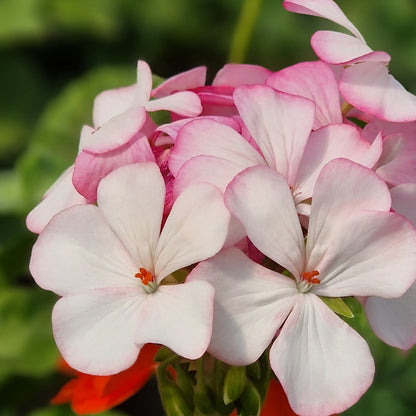 Lady of Spain - Zonal Pelargonium / Geranium Garden Plant - 6cm bio pot
