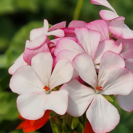 Lady of Spain - Zonal Pelargonium / Geranium Garden Plant - 6cm bio pot