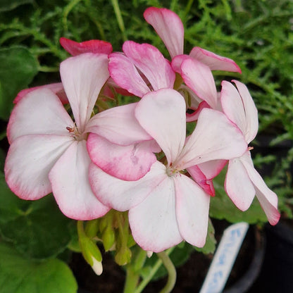 Lady of Spain - Zonal Pelargonium / Geranium Garden Plant - 6cm bio pot