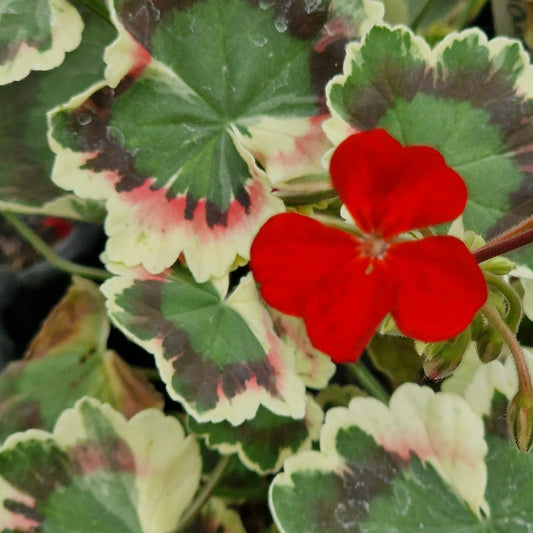 Lass O Gowrie - Coloured Leaf Pelargonium (Geranium) Plant - 6cm bio pot