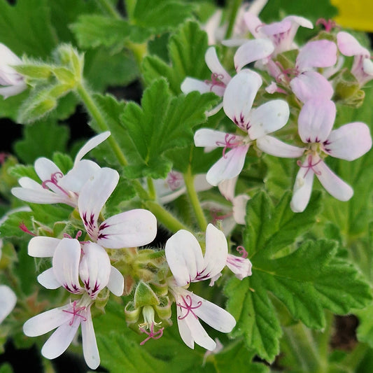 Lee Roy Alexander -  Rose Scented Leaf Pelargonium (Geranium) Plant - 6cm bio pot