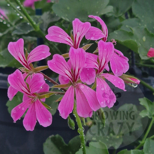 Cascade Lilac - Ivy Leaved trailing Pelargonium (Geranium) Plant - 6cm bio pot