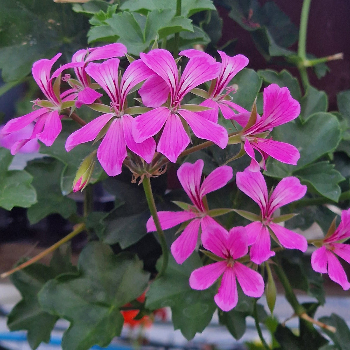 Pink geranium flowers with green leaves growing in a hanging basket or garden setting.