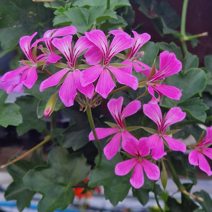 Pink geranium flowers with green leaves growing in a hanging basket or garden setting.