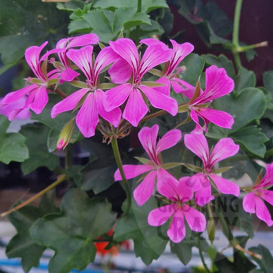 Pink geranium flowers with green leaves growing in a hanging basket or garden setting.