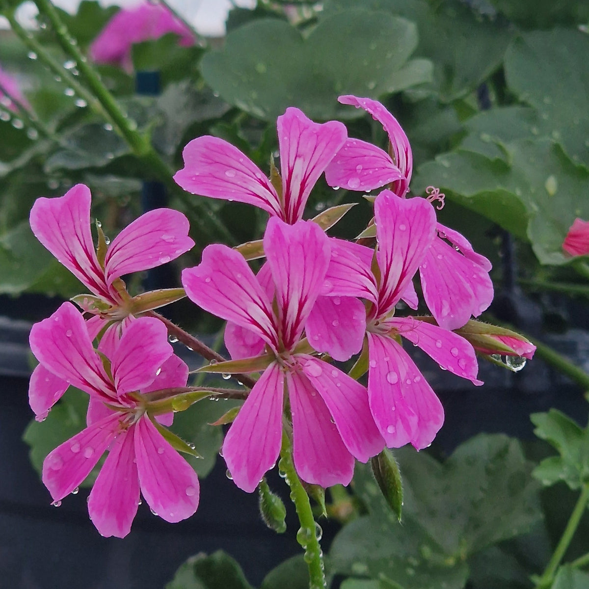 Cascade Lilac - Ivy Leaved trailing Pelargonium (Geranium) Plant - 6cm bio pot