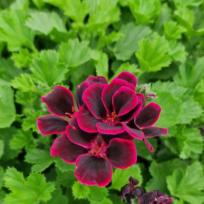 Lord Bute - Regal Pelargonium (Geranium) plant - 6cm bio pot