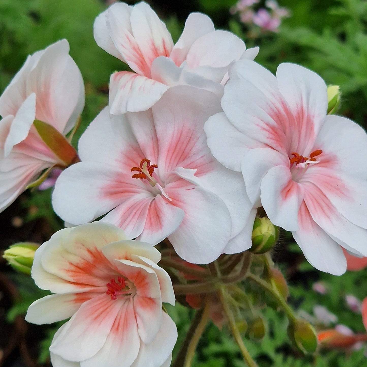 Lovely Wera - Zonartic Pelargonium (Geranium) Plant - 6cm bio pot