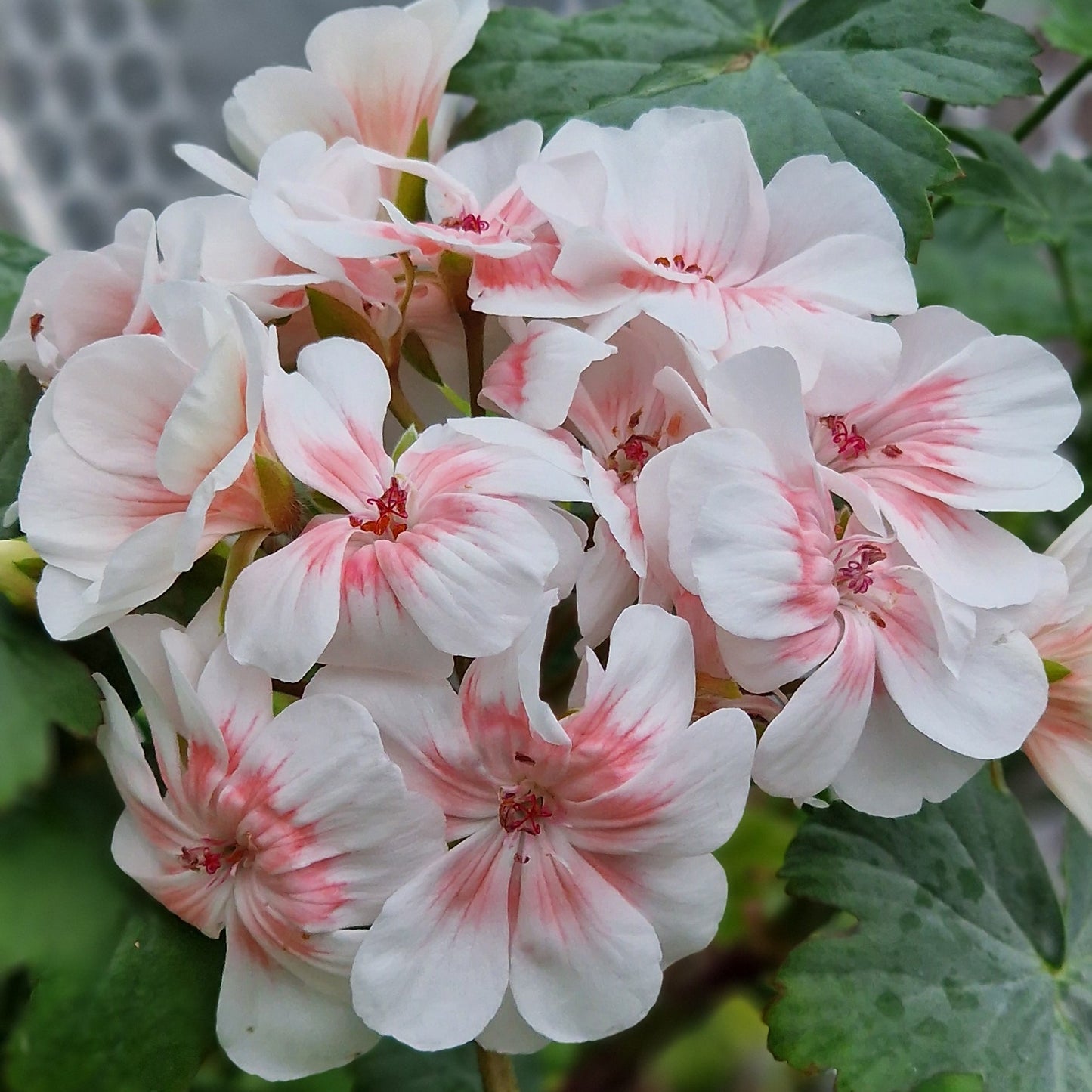 Lovely Wera - Zonartic Pelargonium (Geranium) Plant - 6cm bio pot