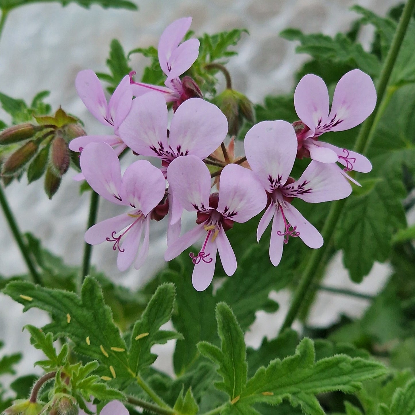 Maple Leaf scented leaf Pelargonium in flower