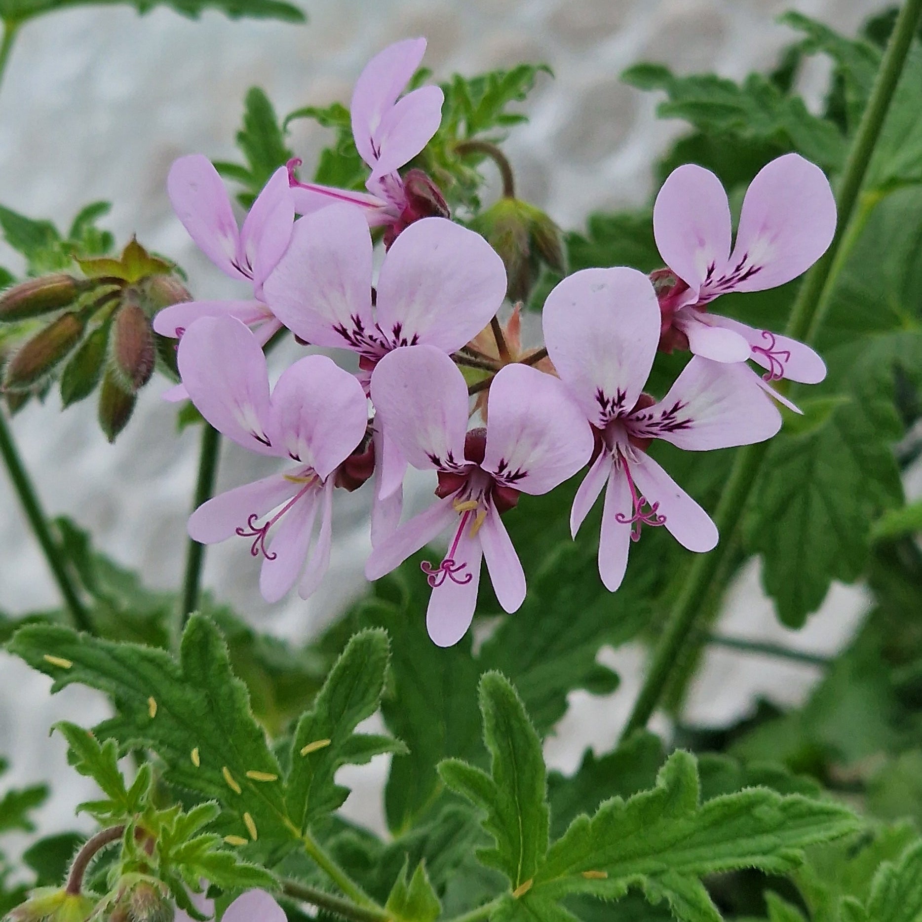 Maple Leaf scented leaf Pelargonium in flower