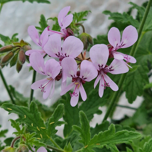 Maple Leaf scented leaf Pelargonium in flower