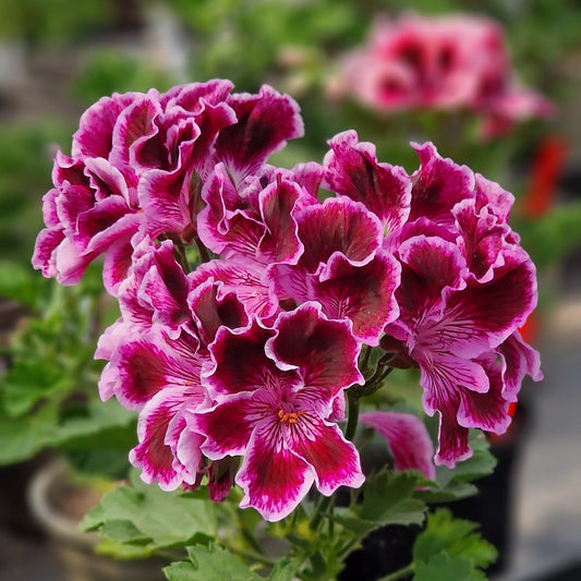 Margaret Soley - Regal Pelargonium (Geranium) plant - 6cm bio pot