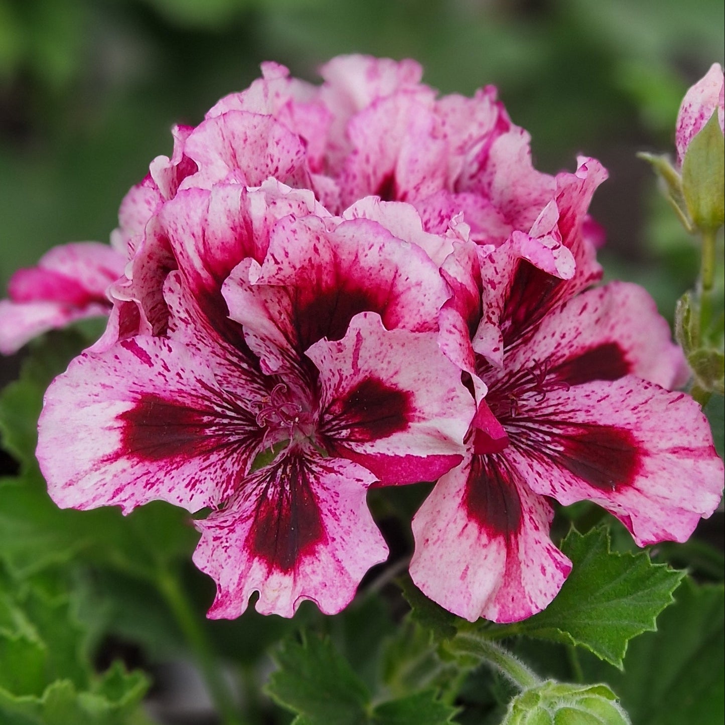 Marie Rudling - Regal Pelargonium (Geranium) plant - 6cm bio pot