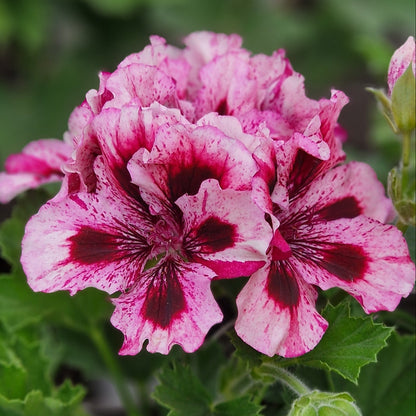 Marie Rudling - Regal Pelargonium (Geranium) plant - 6cm bio pot