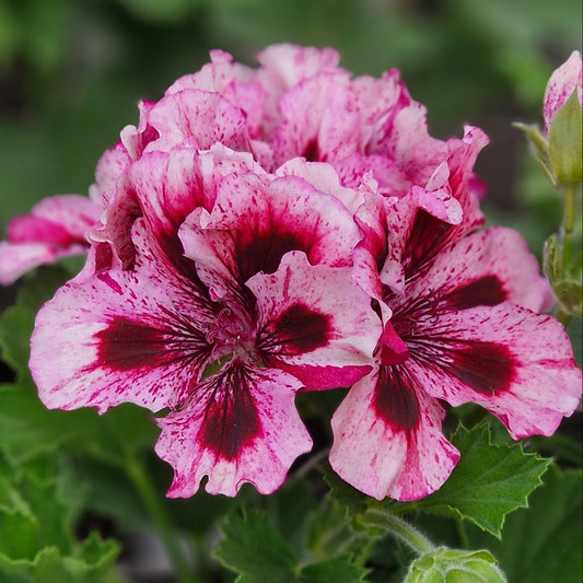 Marie Rudling - Regal Pelargonium (Geranium) plant - 6cm bio pot