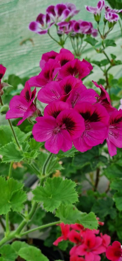 Marion Sanders Decorative Pelargonium