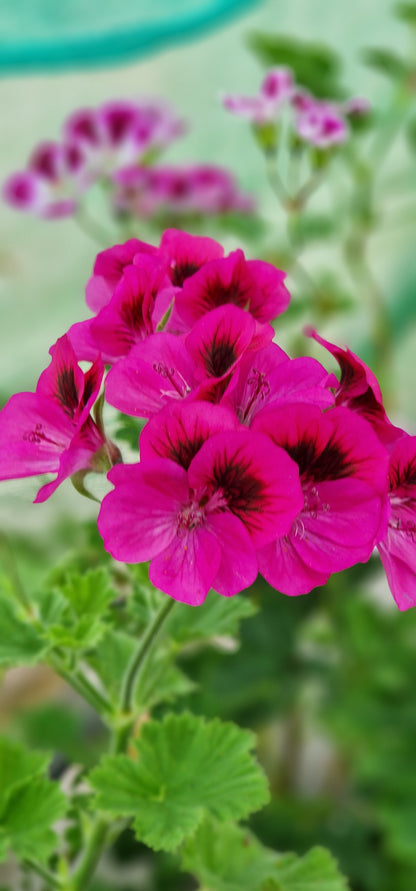 Marion Sanders Decorative Pelargonium