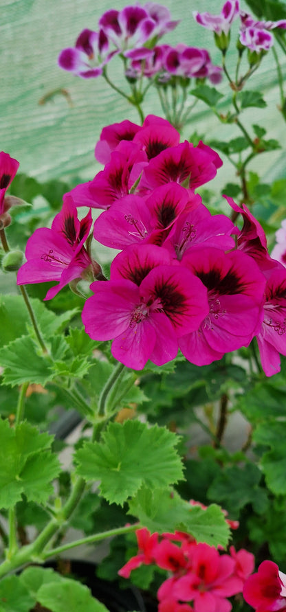 Marion Sanders Decorative Pelargonium