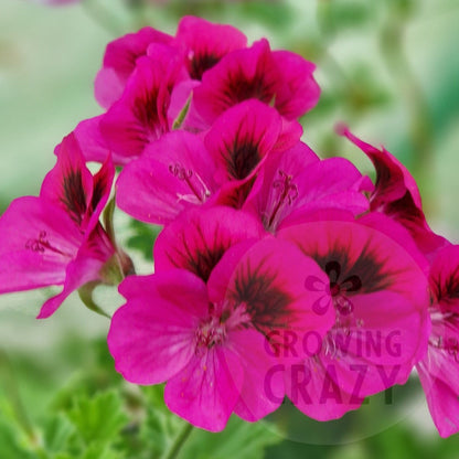Marion Sanders - Decorative Pelargonium (Geranium) plant in 6cm bio pot