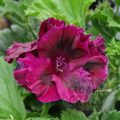 Martin Pope - Regal Pelargonium (Geranium) plant - 6cm bio pot