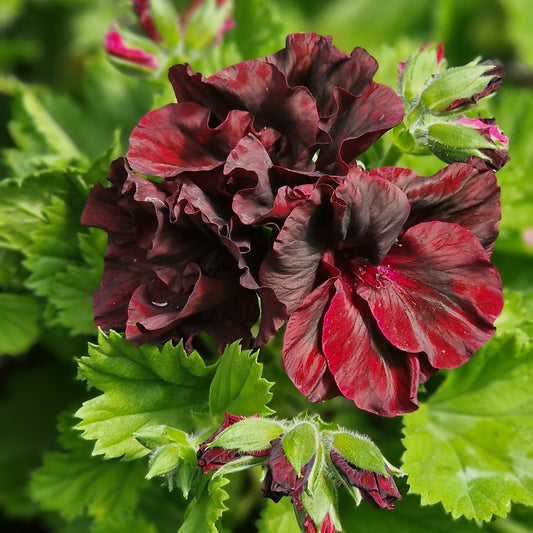 Martin Pope Regal Pelargonium