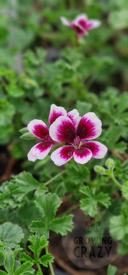 Michael Angel Pelargonium in flower