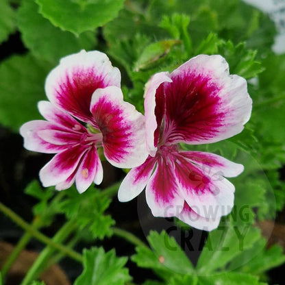 Michael - Angel Pelargonium (Geranium) Plant - 6cm bio pot