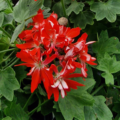 Mike West - Stellar Pelargonium (Geranium) Plant - 6cm bio pot