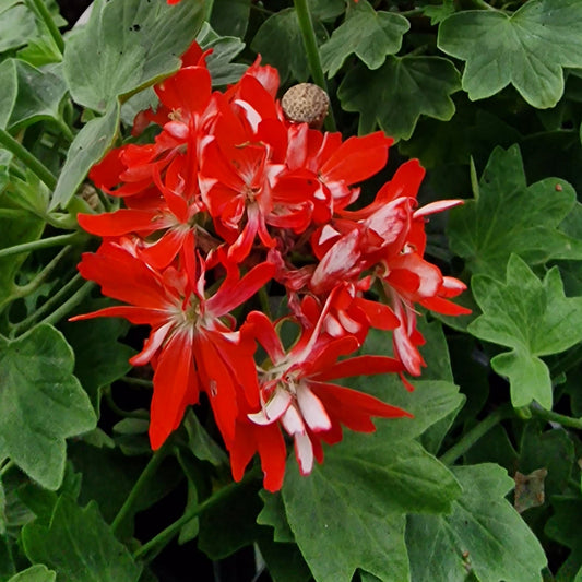 Mike West - Stellar Pelargonium (Geranium) Plant - 6cm bio pot