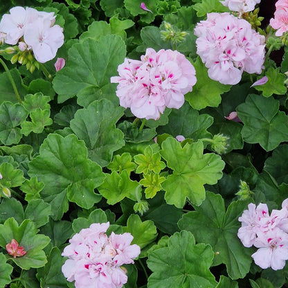 Pink flowers with green leaves growing together in a dense plant mass.