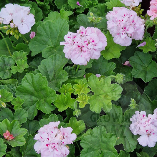Pink flowers with green leaves growing together in a dense plant mass.