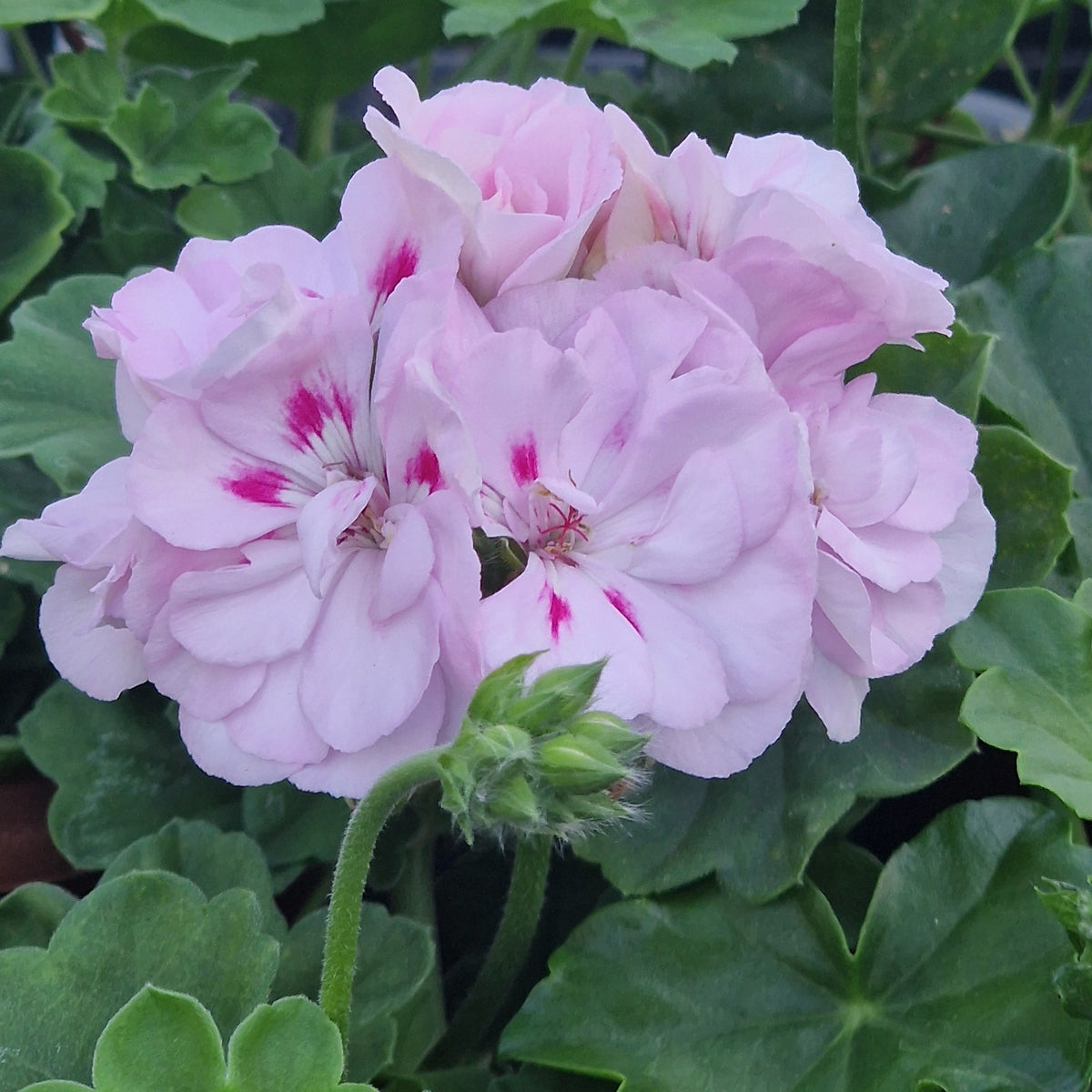 Millfield Gem - Ivy Leaved Pelargonium (Geranium) Plant - 6cm bio pot