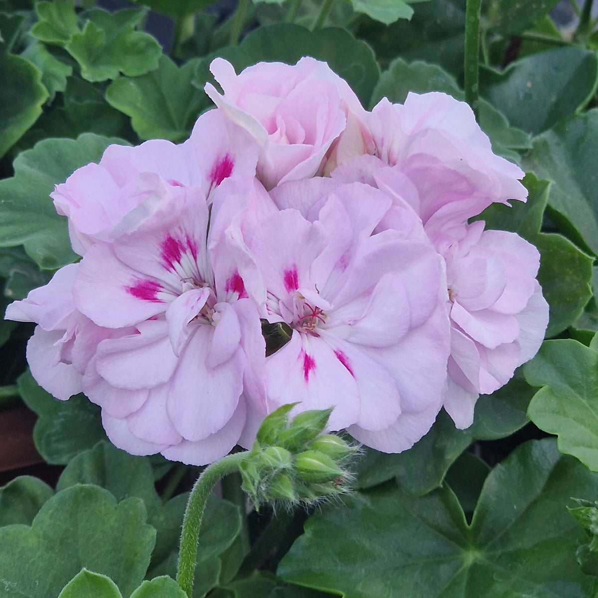 Pink geranium flowers with green leaves growing together in a garden setting.