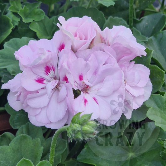 Pink geranium flowers with green leaves growing together in a garden setting.