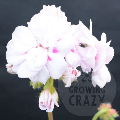 Millfield Gem - Ivy Leaved Pelargonium (Geranium) interesting plant with a full bushy habit which also trails.large, double soft lavender pink with a carmine dot on each petal.