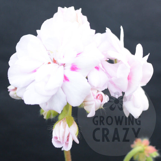 Millfield Gem - Ivy Leaved Pelargonium (Geranium) interesting plant with a full bushy habit which also trails.large, double soft lavender pink with a carmine dot on each petal.