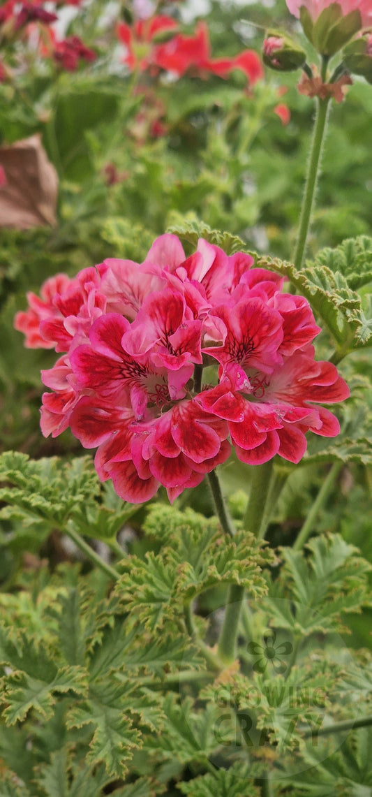 Mons Ninon Unique Pelargonium in flower