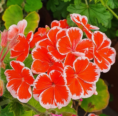 Mr Wren - Zonal Pelargonium / Geranium Great Patio Plant - 6cm pot