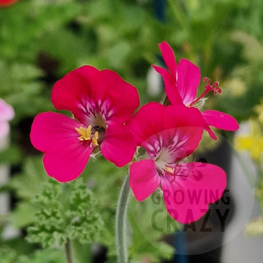 Mrs Kingsbury - Unique Pelargonium (Geranium) Plant - 6cm bio pot